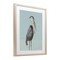 Stupell Industries Coastal Pelican Muted Blue Framed Print Under Glass, design by Julie DeRice